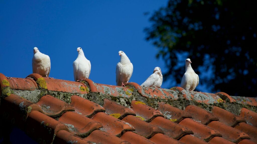 pigeon birds